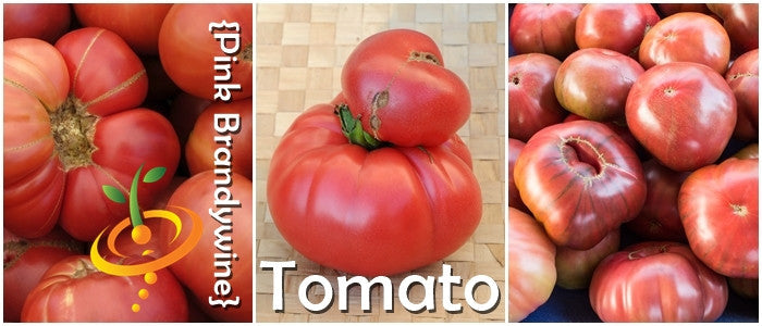 Pink Brandywine indeterminate tomato seeds from SeedsNow, showing mature ripe pink tomatoes on the vine.