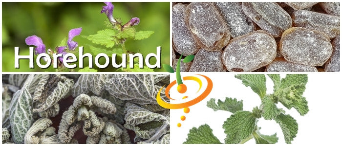 Horehound seeds from SeedsNow, small brown seeds for planting horehound herbal remedy or garden herb.
