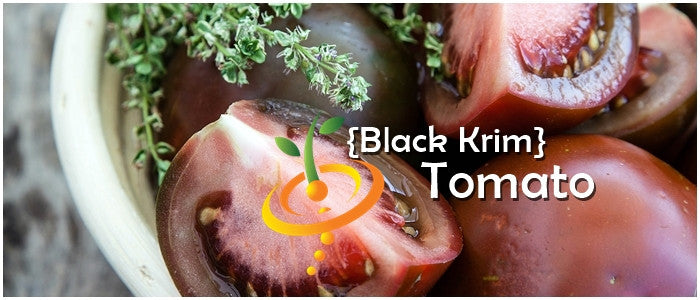 Black Krim indeterminate tomato seeds from SeedsNow, showing vibrant ripe tomatoes on the vine with dark reddish-brown skin.