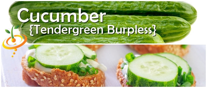 Tendergreen Burpless cucumber whole and sliced on bread with garnish
