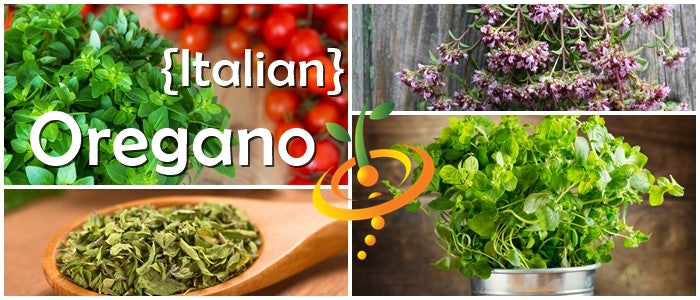Collage of Italian oregano plants, flowers, and dried oregano leaves representing Italian oregano seeds