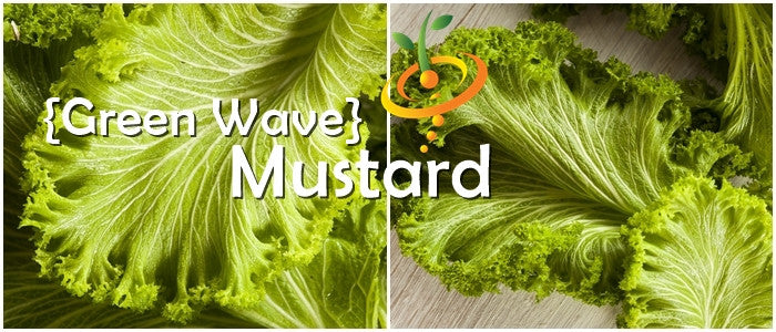 Fresh green mustard seeds from SeedsNow, showcasing small, round, vibrant green mustard seeds suitable for planting or cooking.