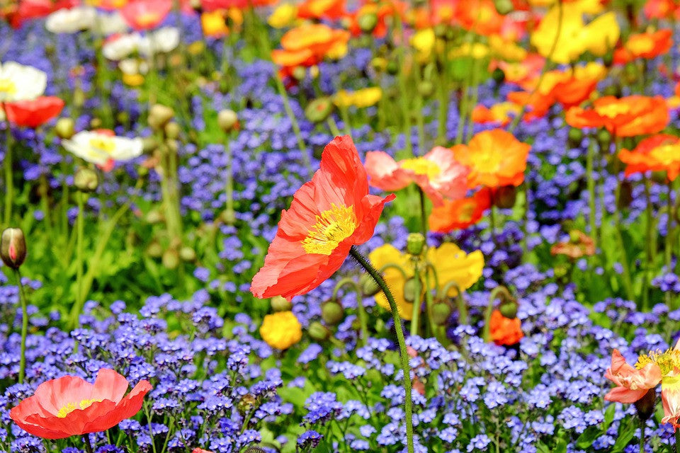 Wildflower mix featuring vibrant poppy blossoms from SeedsNow, ideal for colorful garden flower displays.