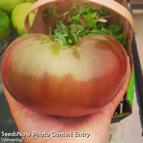 Pink Brandywine indeterminate tomato seeds from SeedsNow, showing vibrant pink heirloom tomato fruits on the vine.