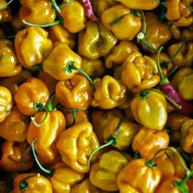 Pepper (Hot) - Habanero, Lemon 🔥🔥🔥🔥 - SeedsNow.com