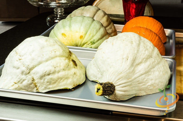 Winter Hubbard squash with blue seeds, fresh and ripe, ready for harvest, shown on a farm with green leaves in the background.