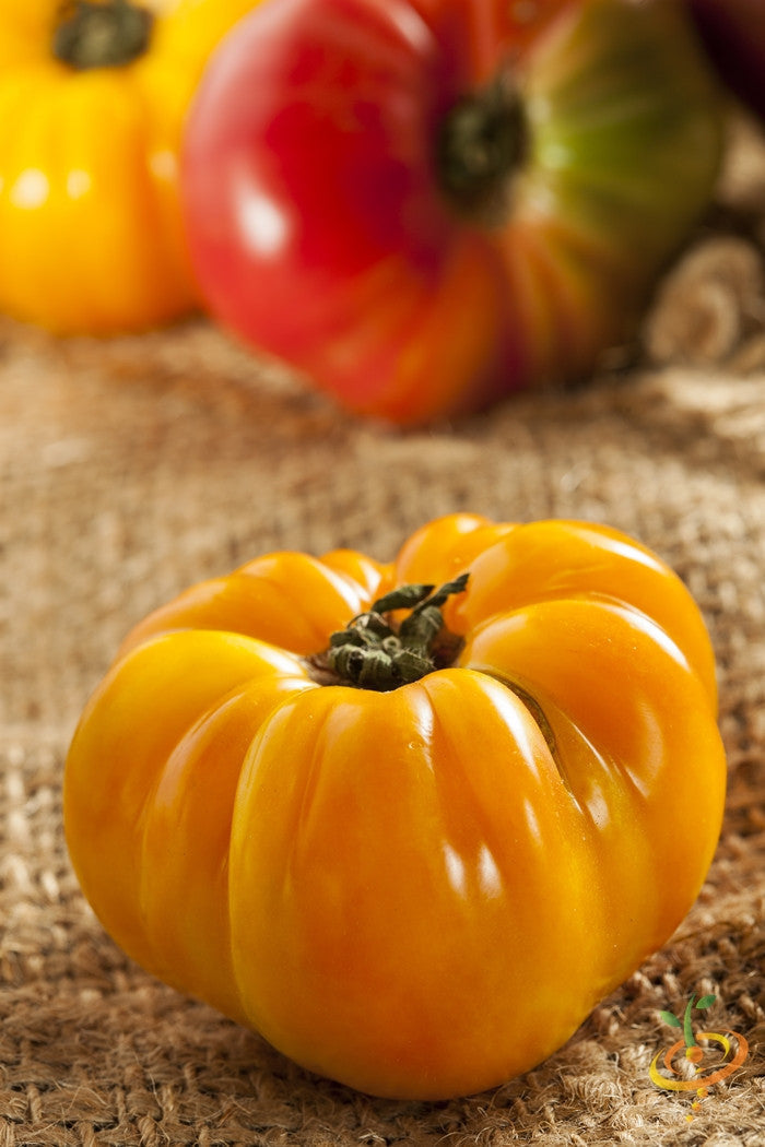 Yellow Brandywine indeterminate tomato seeds from SeedsNow, showing vibrant yellow tomato seedlings with lush green leaves.