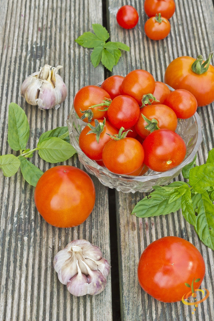 Indeterminate Abraham Lincoln tomato plant seeds from SeedsNow, showing lush green foliage and developing tomato fruits.