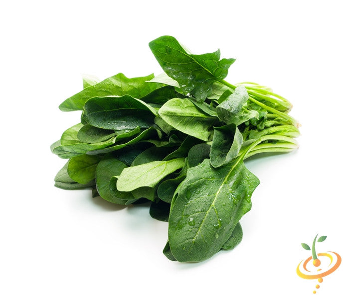 Fresh winter giant spinach leaves from SeedsNow, showcasing vibrant green, healthy spinach grown from winter giant seeds.