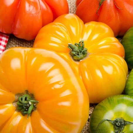 Yellow Beefsteak Tomato Seeds | Large Sunny Indeterminate Tomato