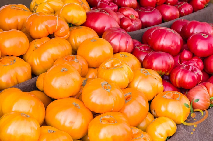Pink Beefsteak Tomato indeterminate seeds from SeedsNow, showing vibrant pink tomato fruits and green foliage.