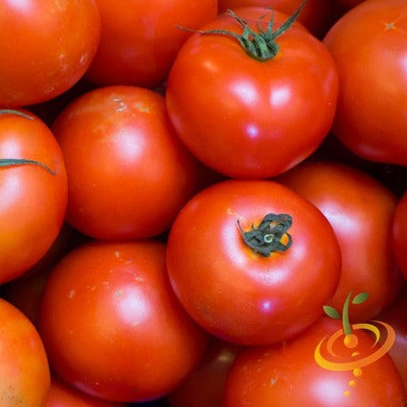 Shop Manitoba tomato seeds to order online from the USA. Determinate for cooler climates, containers! Open-pollinated, USA-quality, NON-GMO organic seeds & more!