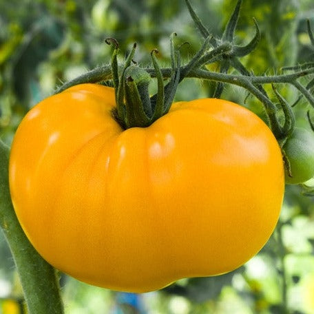 Buy fresh Yellow Brandywine Tomato Seeds online from the USA now!