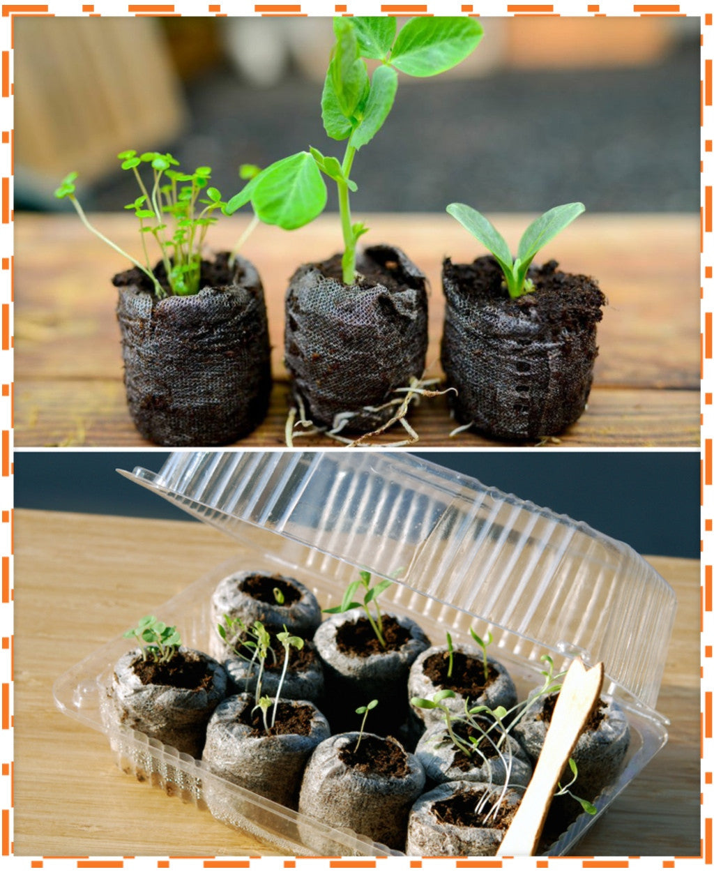 Seed starter kit with organic soil pods and seedlings growing indoors