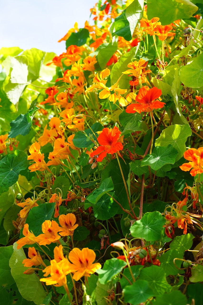 Bright orange and red nasturtium Whirlybird flower blooms from SeedsNow seed packet, showcasing vibrant edible garden flowers.