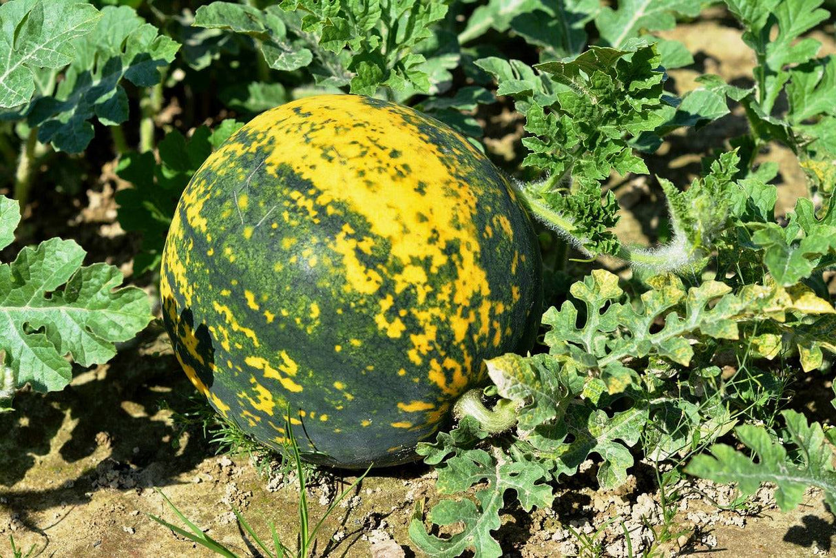 Watermelon Moon and Stars variety with dark green rind and bright yellow moon and star-shaped spots growing in garden soil surrounded by green leaves