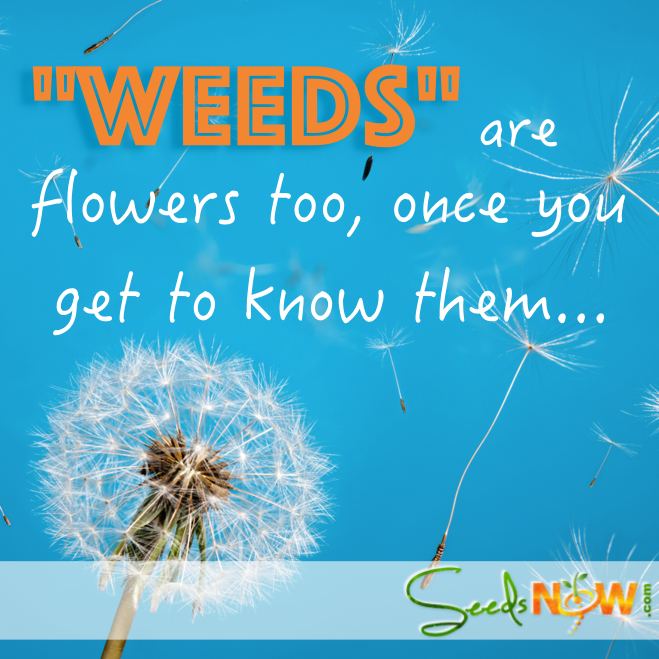 Dandelion flower seeds from SeedsNow.com, showing mature yellow dandelion blossoms and seed heads on green stems.