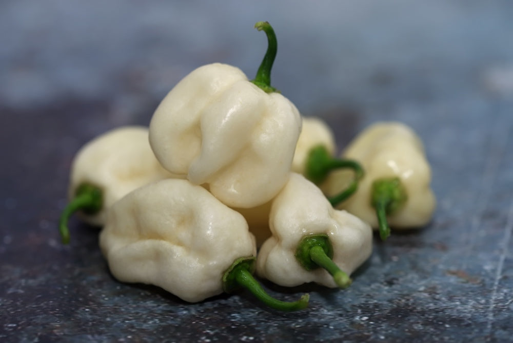 Pepper (Hot) - Habanero, White π₯π₯π₯π₯ - SeedsNow.com