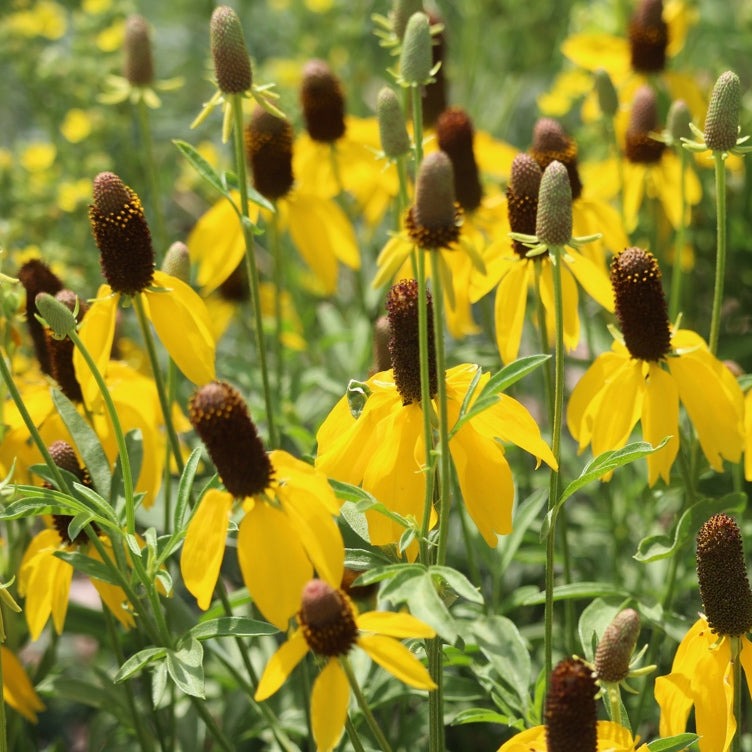 Order Yellow Prairie Cone flower seeds online in the USA. Ratibida columnifera, Mexican hat. Open-pollinated OP, USA-quality, Heirloom, NON-GMO organic seeds & more!