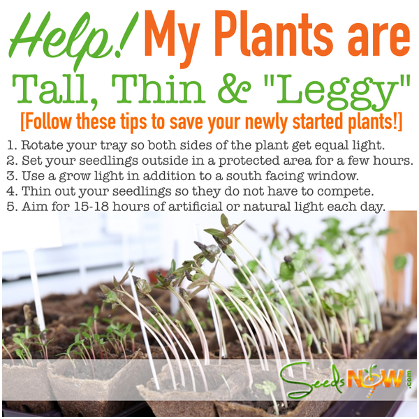 HELP!  My Plants are Tall, Thin, and Leggy.  What should I do?