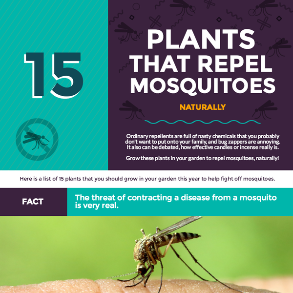 15 Plants That Repel Mosquitoes [INFO-GRAPHIC]