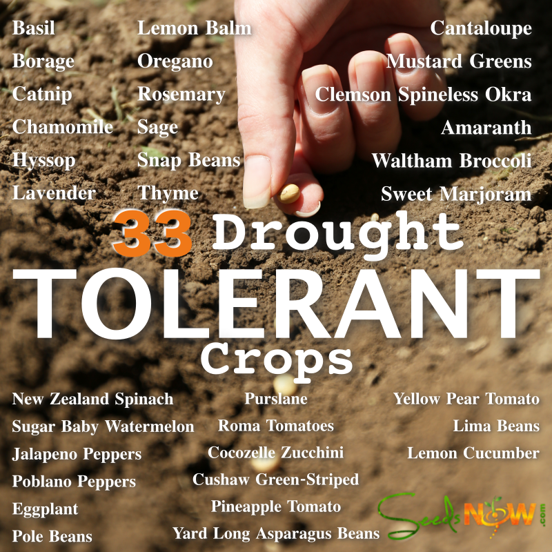 33 Drought Tolerant Crops For Dry or Hot Climates