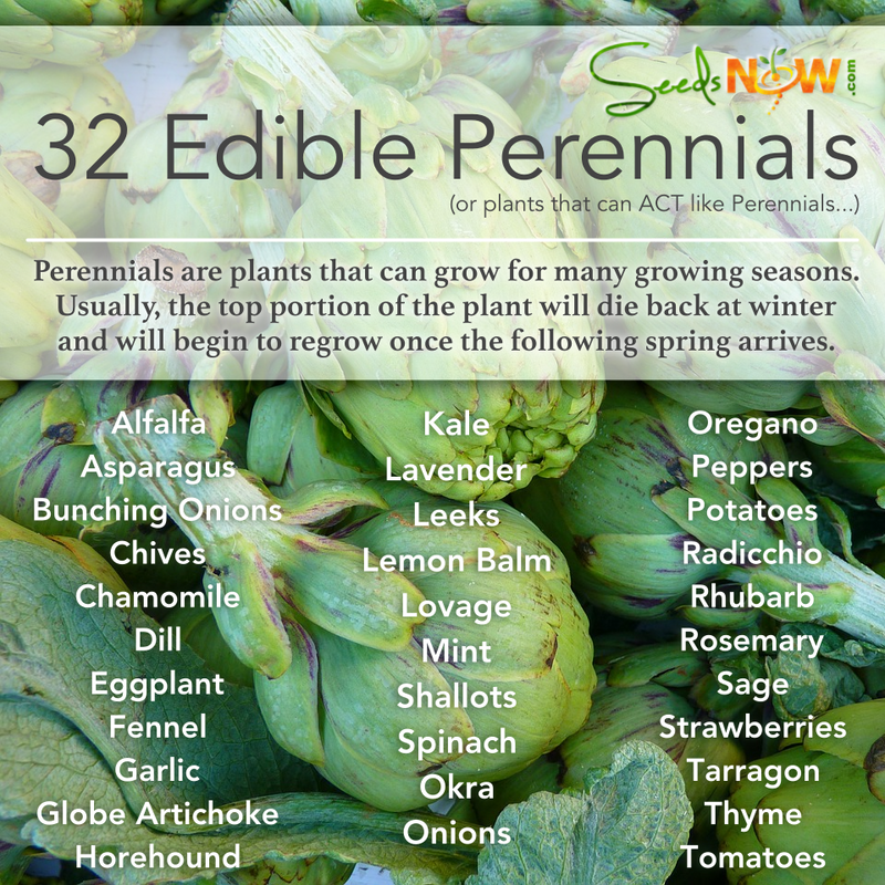 32 Edible Perennials (or plants that can ACT like Perennials!)