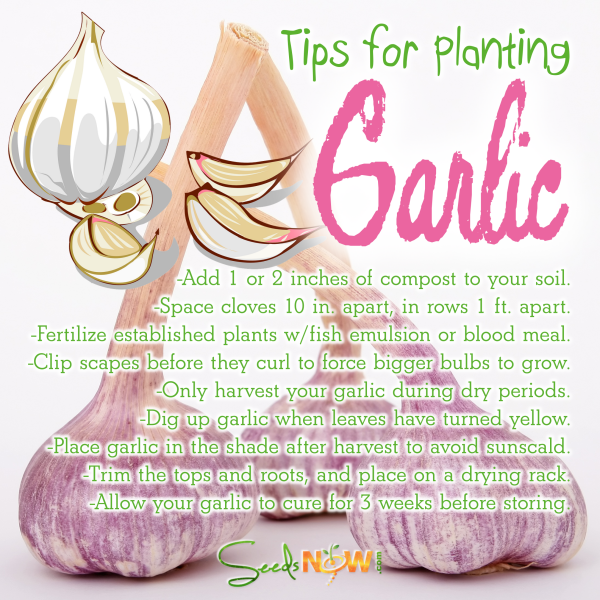 Tips for Planting & Growing Your Own Organic Garlic This Fall