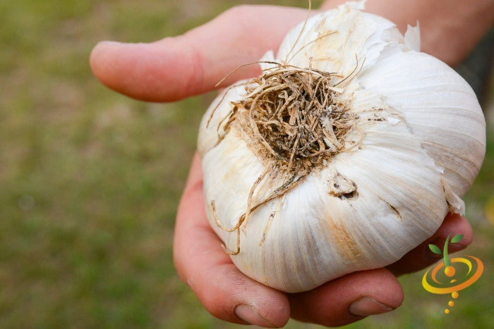 Everything You Ever Wanted to Know About Growing Your Own Garlic!