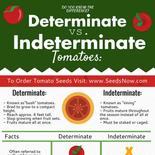 What is the Difference Between Indeterminate and Determinate Tomatoes? [INFOGRAPHIC] 🌱