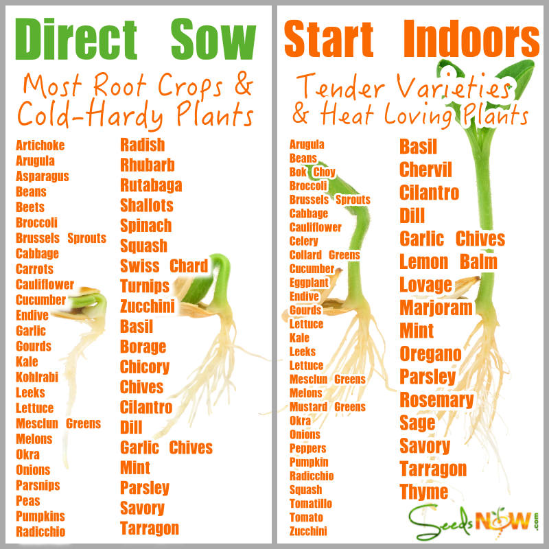 How to Start Seeds in Southern Climates: A Guide to Year-Round Growing in South Texas