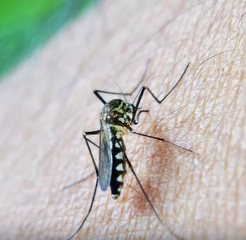 How to repel mosquitoes naturally deals