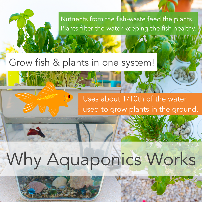 Aquaponics: Why It Works!