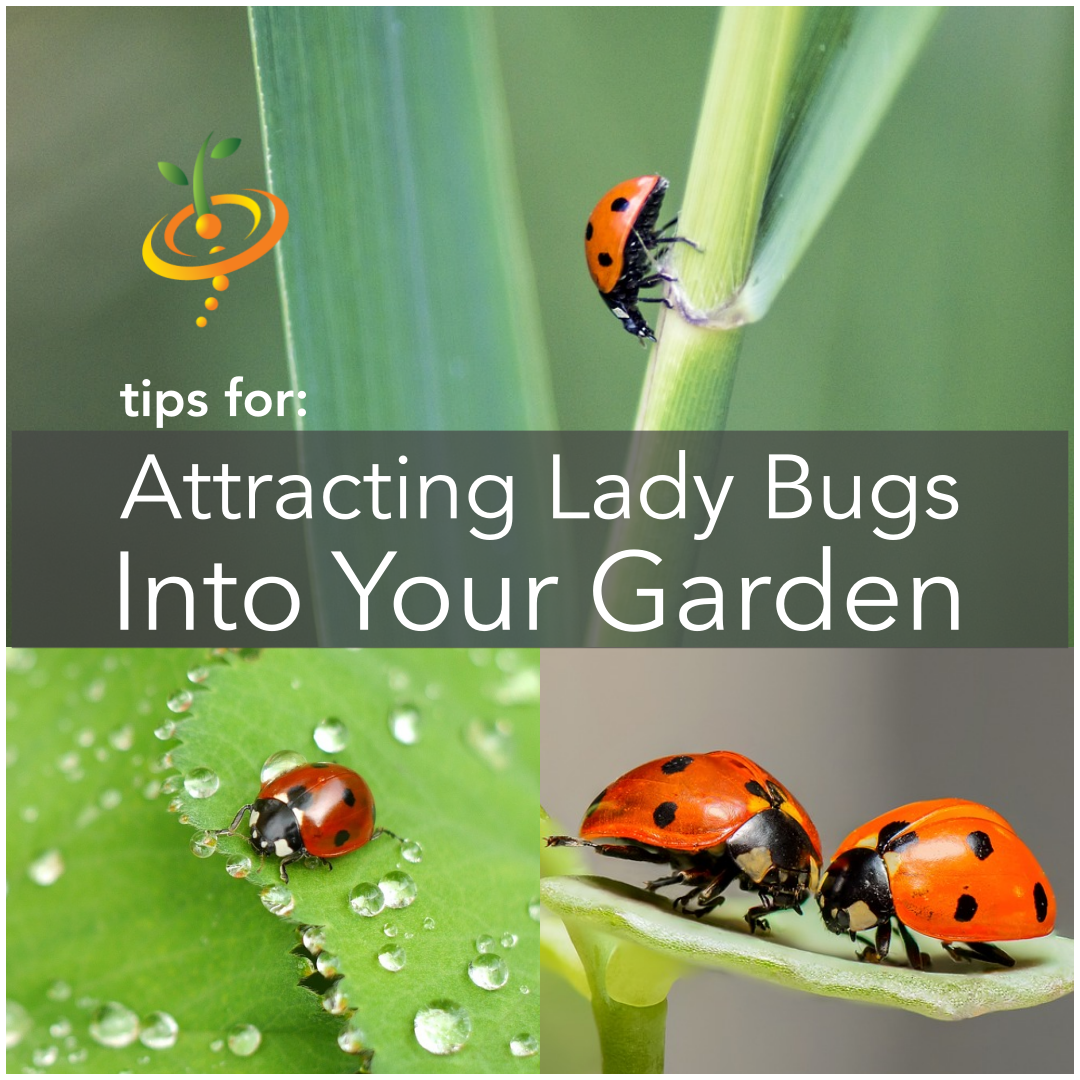 How to Attract Ladybugs to Garden Tips: Boost Natural Pest Control