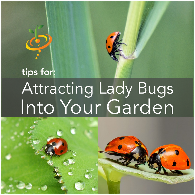 How To Attract Beneficial Ladybugs Into Your Garden