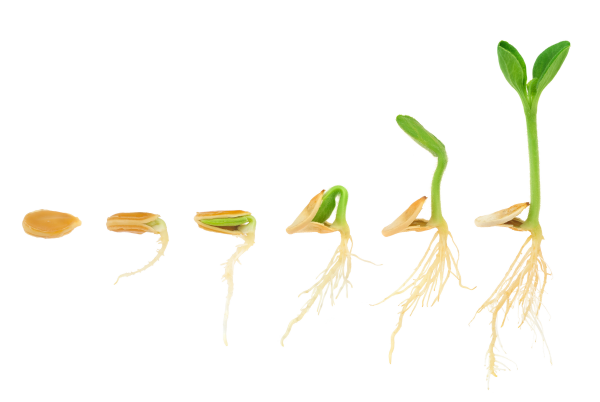 How to Get Better Germination From Your Seeds  SeedsNow.com