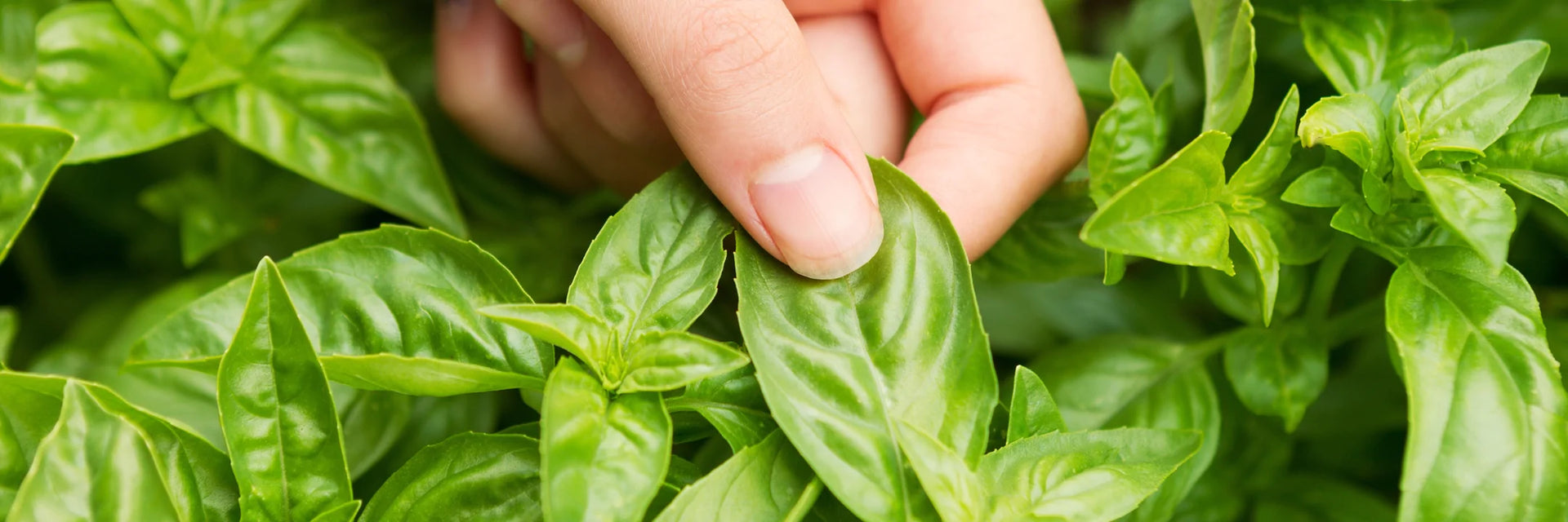 How to Use the Basil Plant as a Mosquito Repellent  SeedsNow.com