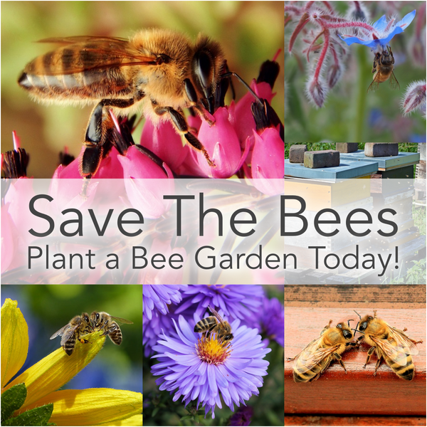 Save the Bees! Plant a "Bee-Friendly" Garden Today!