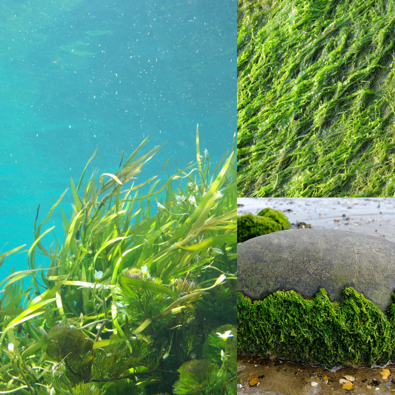 How To Use Seaweed In Your Garden