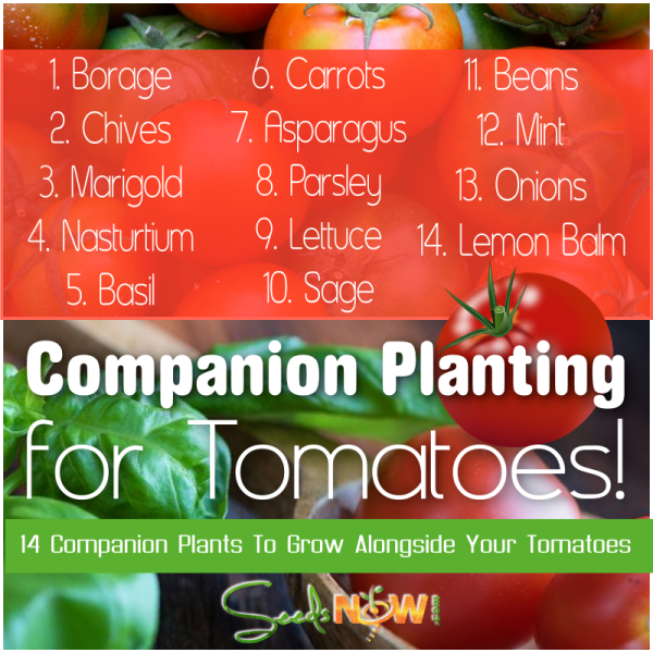 14 Companion Plants to Grow With Your Tomatoes!
