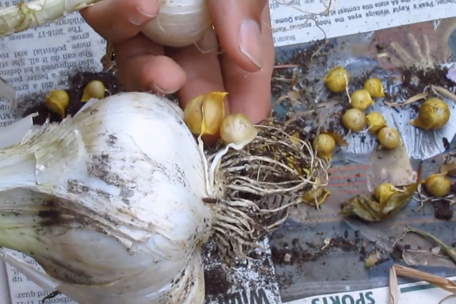 Learn How To RePlant Corms that Come From Your Elephant Garlic! 🌱