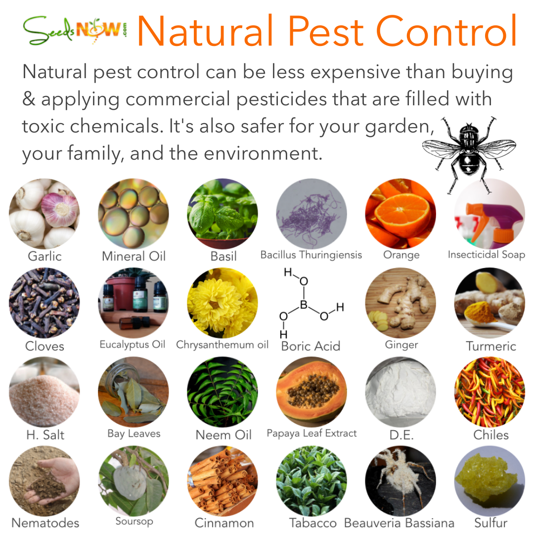Pest Control and Plant Protection