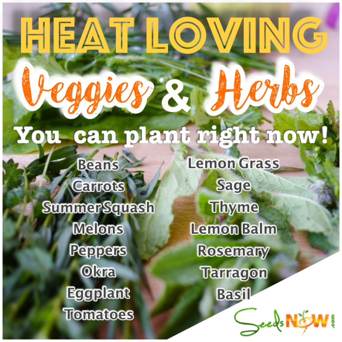 Heat Loving Veggies & Herbs You Can Grow RIGHT NOW in Summer!
