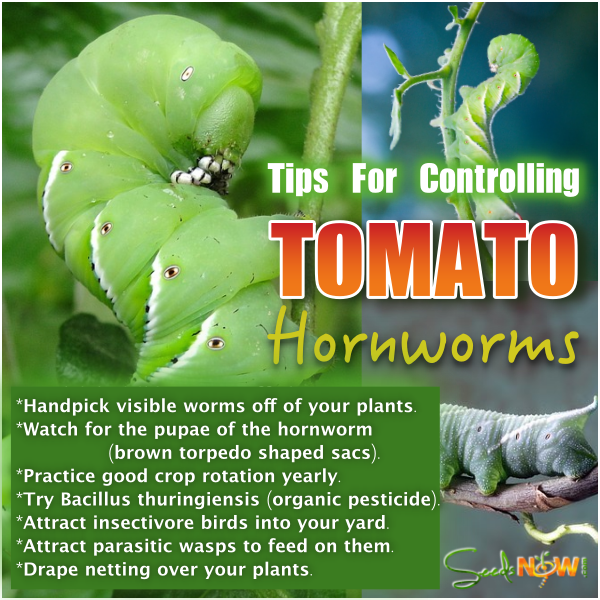 Tips for Controlling Tomato Hornworms