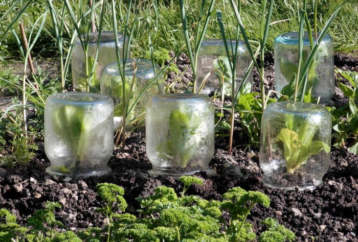 How to Use a Mason Jar as a Cloche  SeedsNow.com