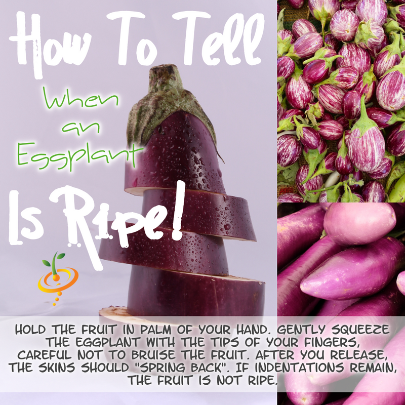 How To Tell When An Eggplant Is Ripe