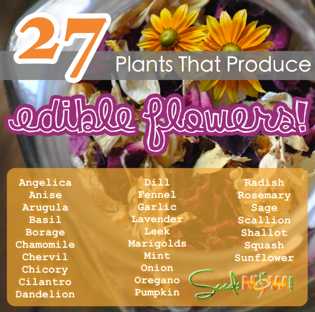 27 Plants That Produce Edible Flowers
