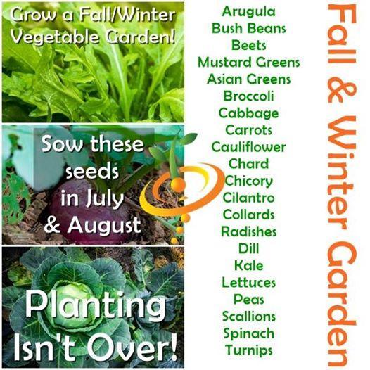 Plant these seeds in July & August!
