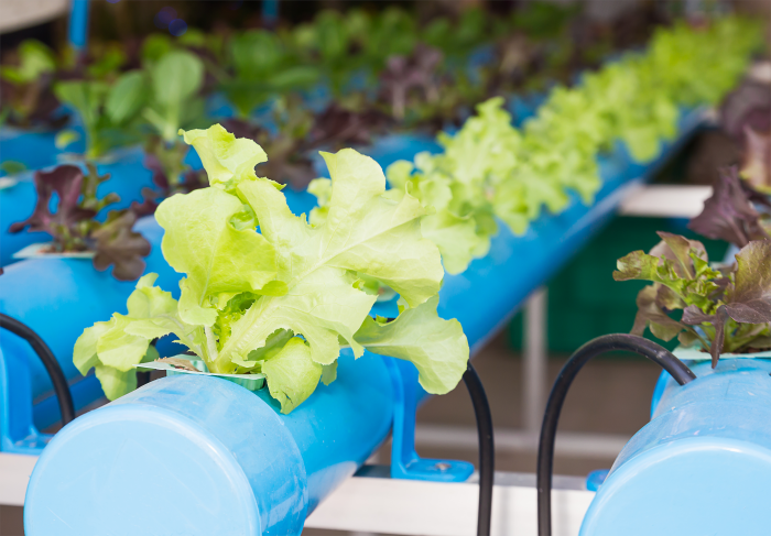 6 Reasons Why You Should Switch to Hydroponics