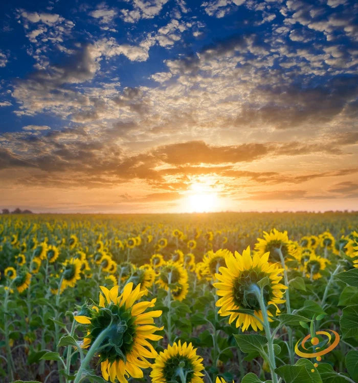 Sunflower DWARF INCREDIBLE 30-40 | 8 Flowers SAFE FOR BEES Non Gmo 100 Seeds Sunflower DWARF INCREDIBLE 30-40 | 8 Flowers SAFE FOR BEES Non Gmo 100 Seeds